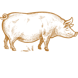 Porc Berkshire en pâturage